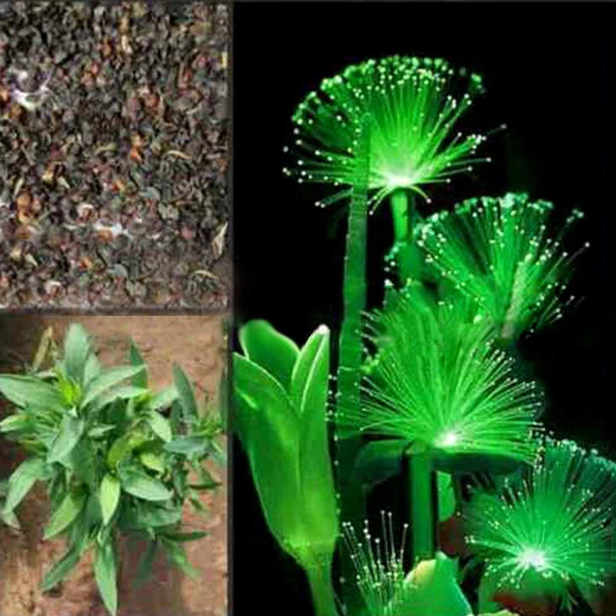 Мицена хлорофос гриб