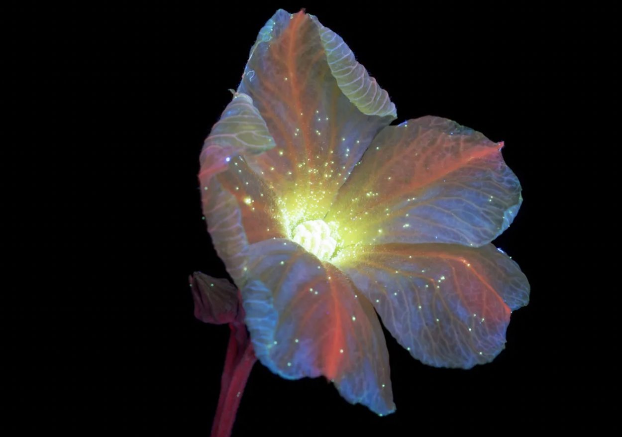 Светящиеся растения