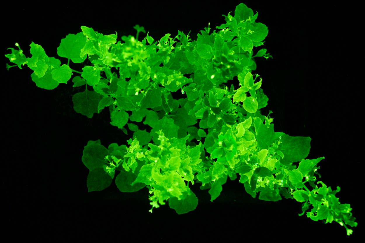 Кораллы биолюминесценция