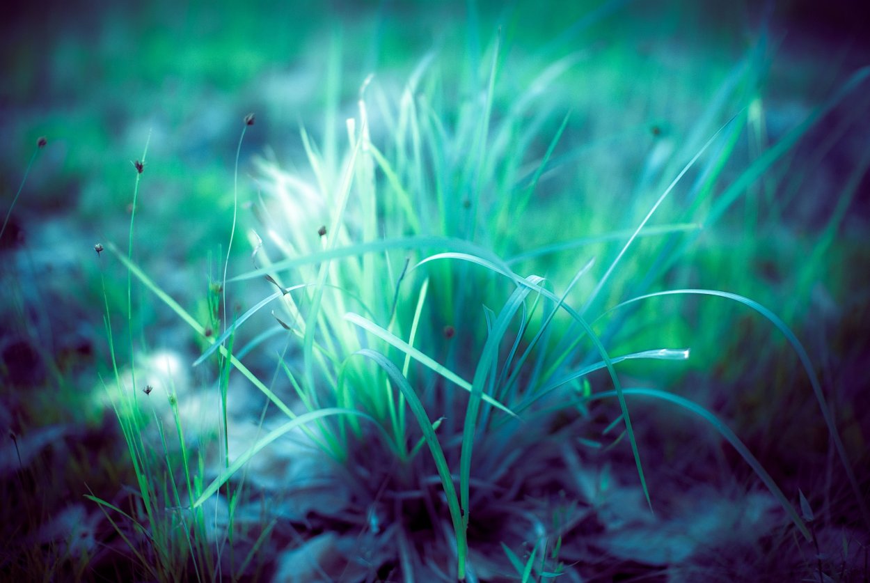 Цветы в ультрафиолете Крейг Берроуз