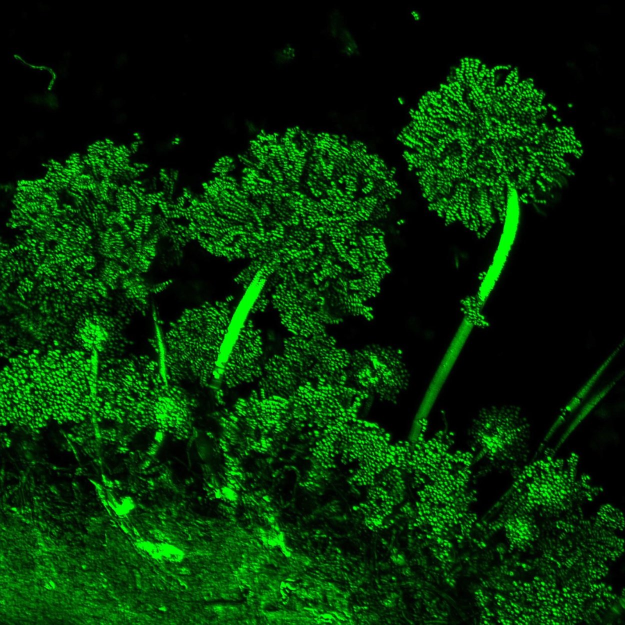 Аквариум глофиш