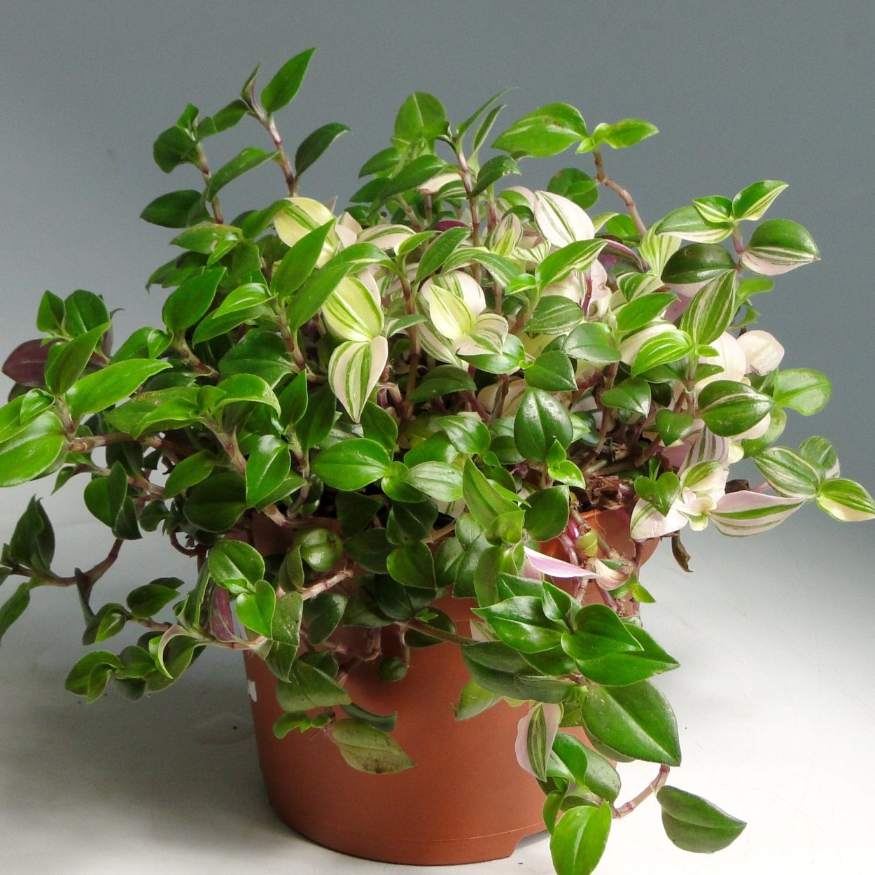 Традесканция миртолистная