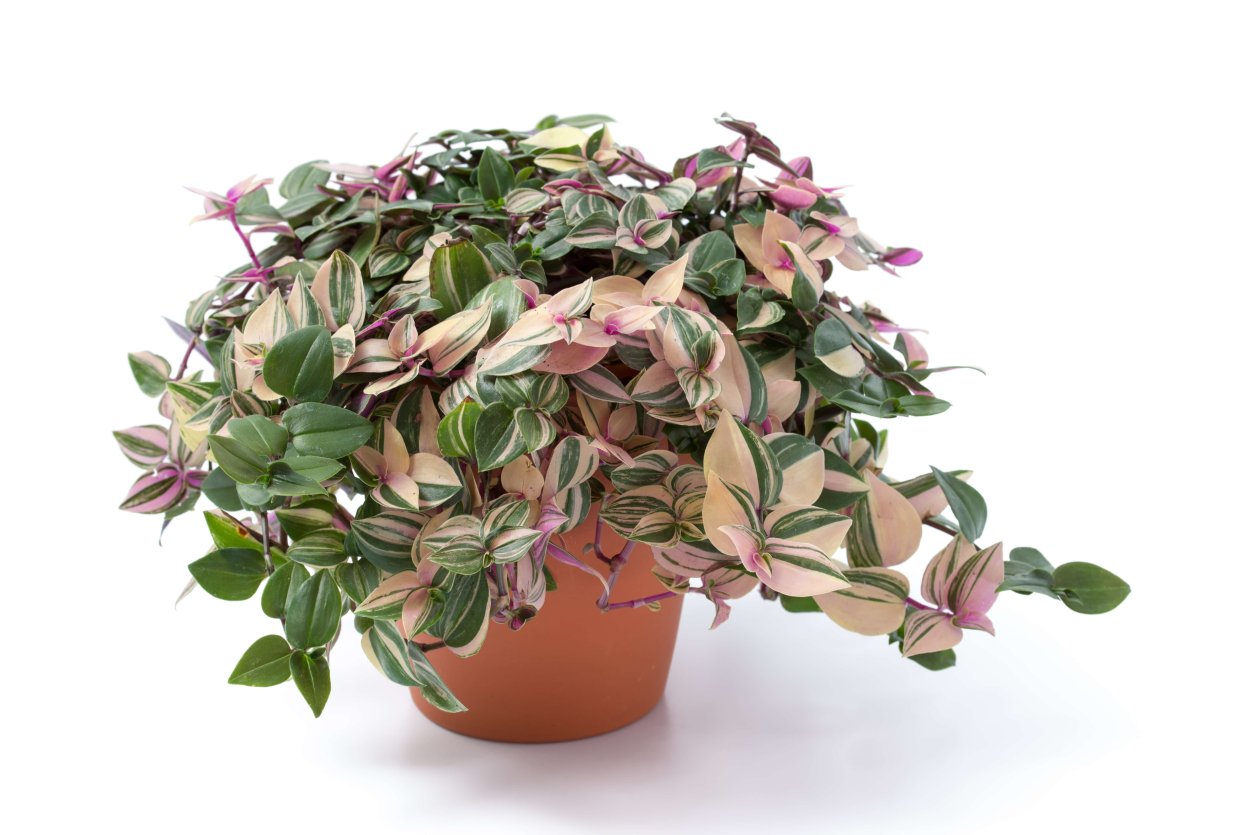 Традесканция флюминенсис Триколор