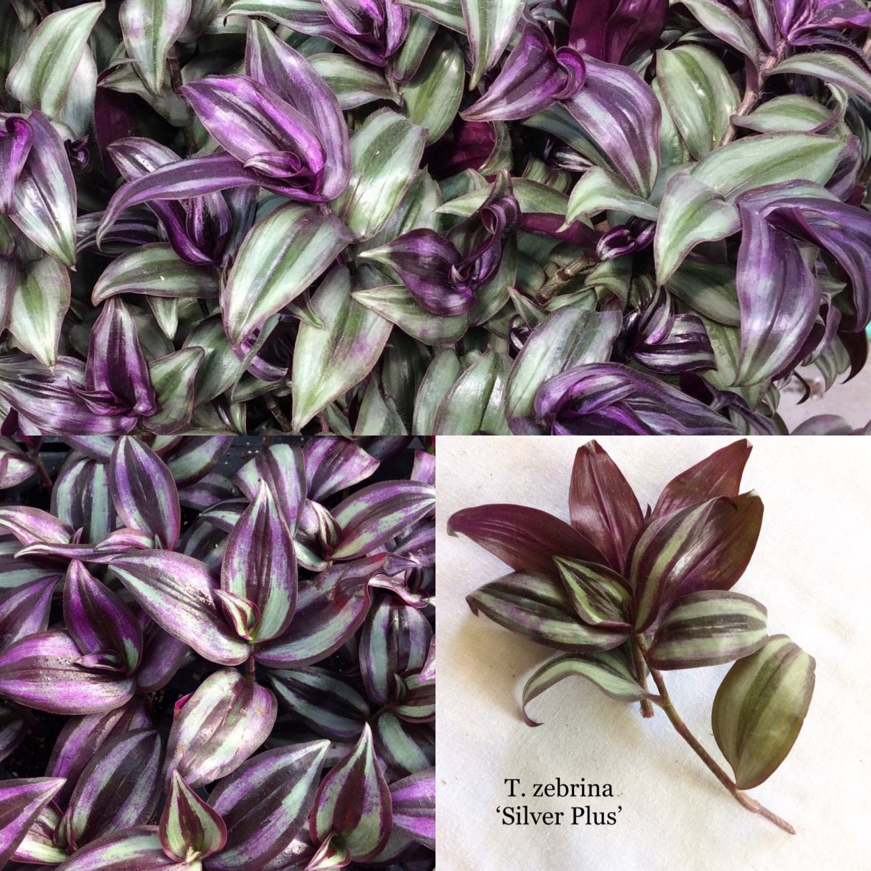 Традесканция зебрина Red Gem