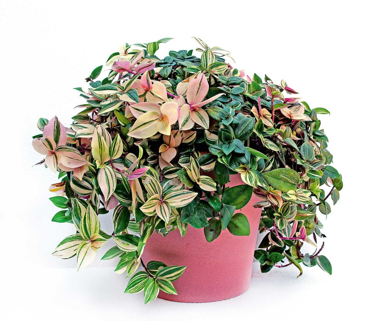 Традесканция Fluminensis quadricolor