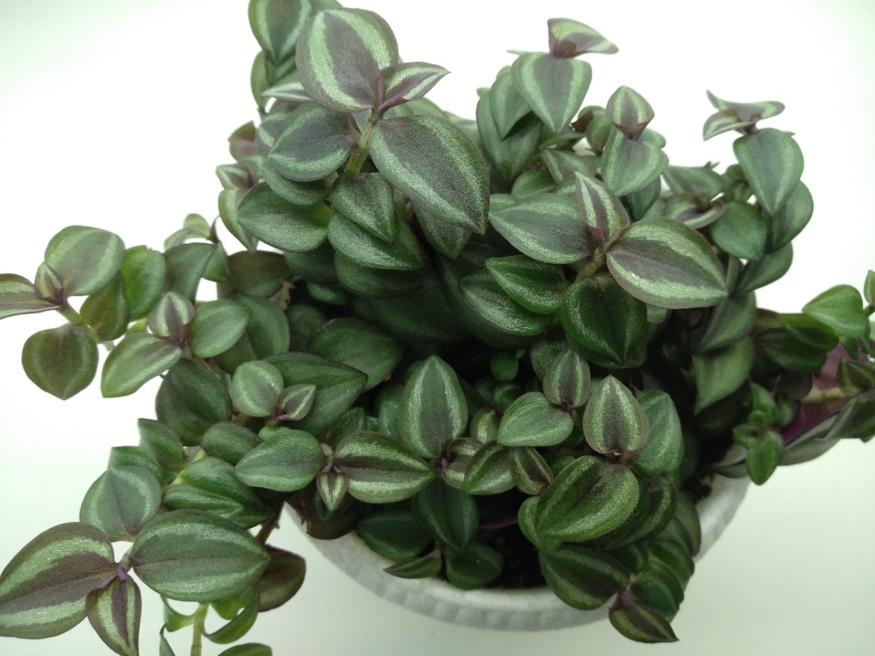 Традесканция Рейнбоу Хилл