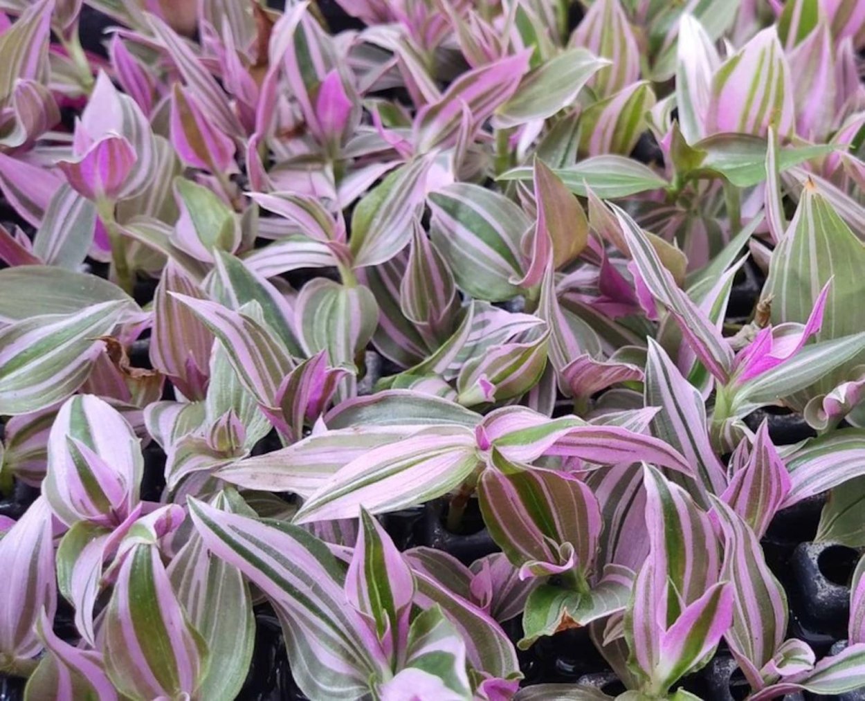 Традесканция Fluminensis Tricolor