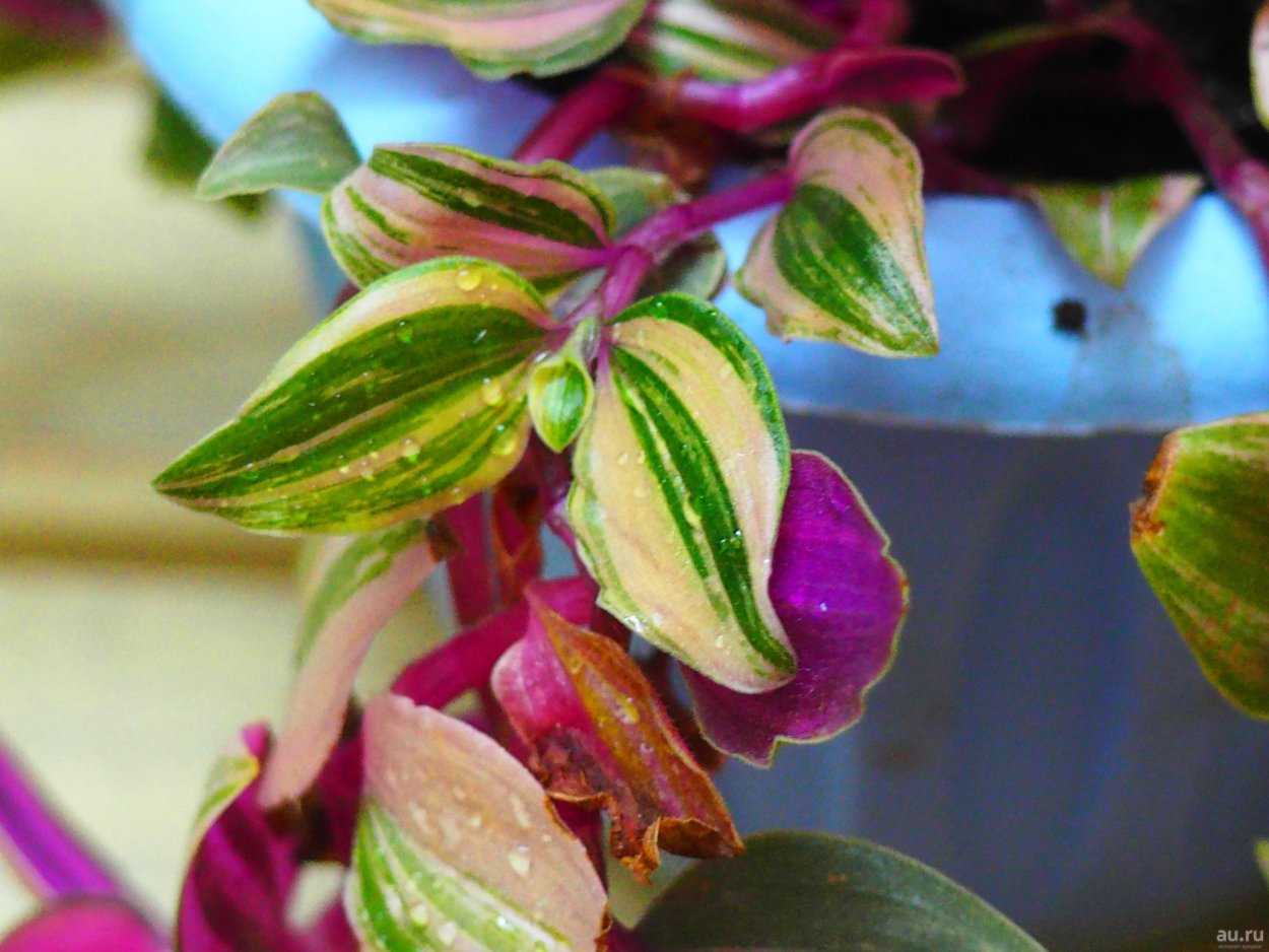 Традесканция Рейнбоу Хилл