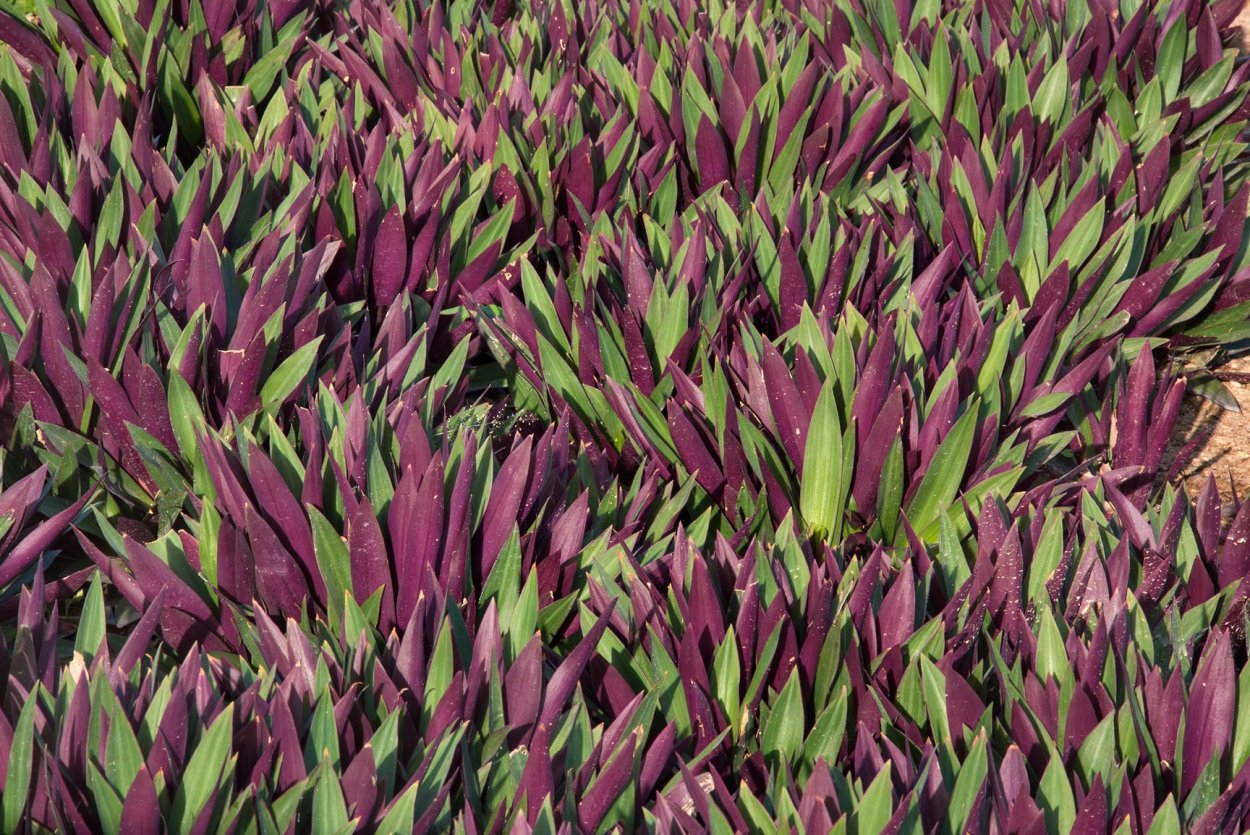 Традесканция Rhoeo discolor