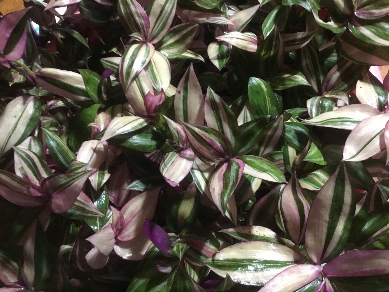 Традесканция зебрина