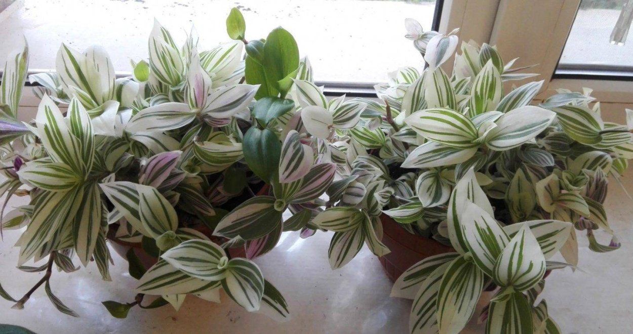 Традесканция зебрина вельвет Хилл