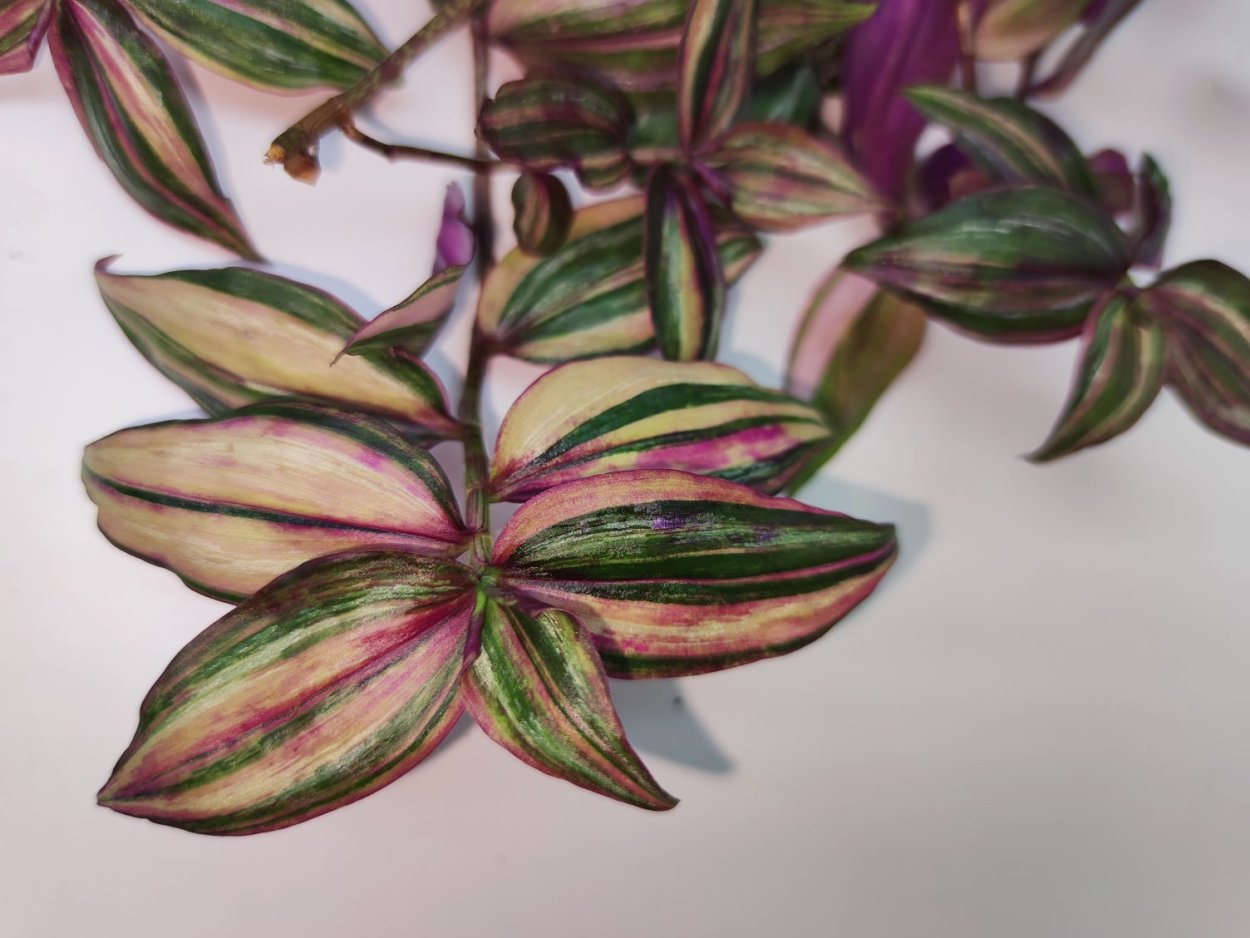 Традесканция Fluminensis quadricolor