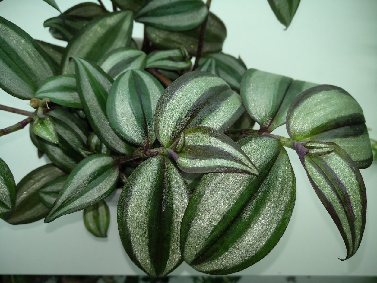 Традесканция зебрина