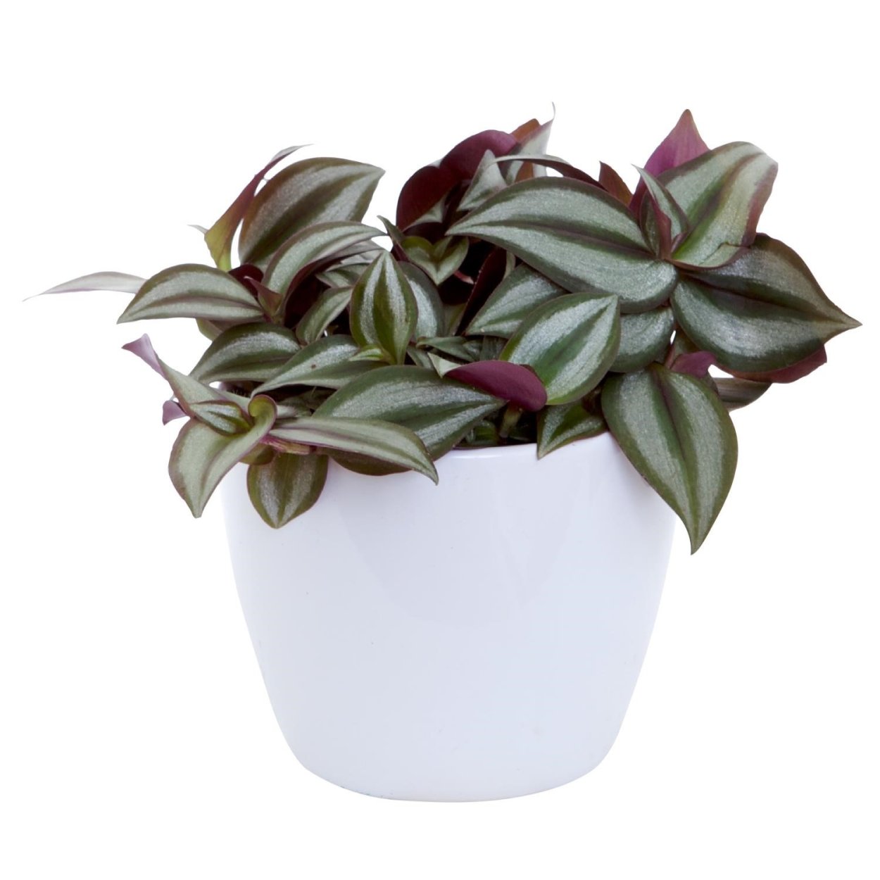 Традесканция Альба