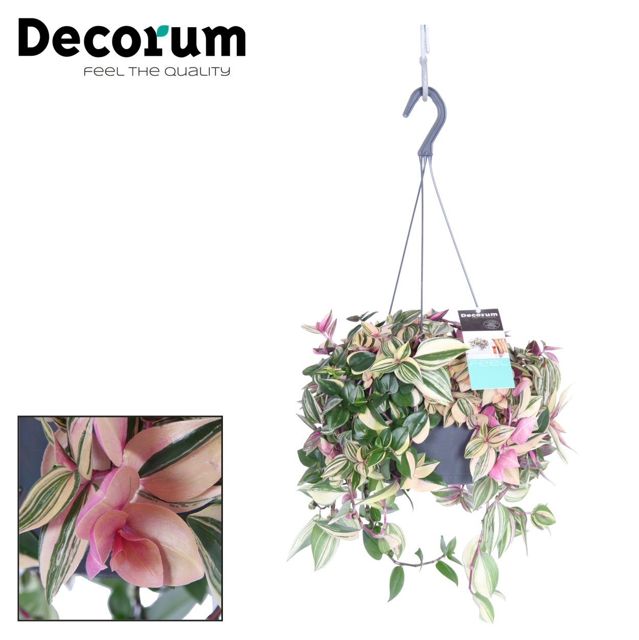 Традесканция Приречная квадриколор