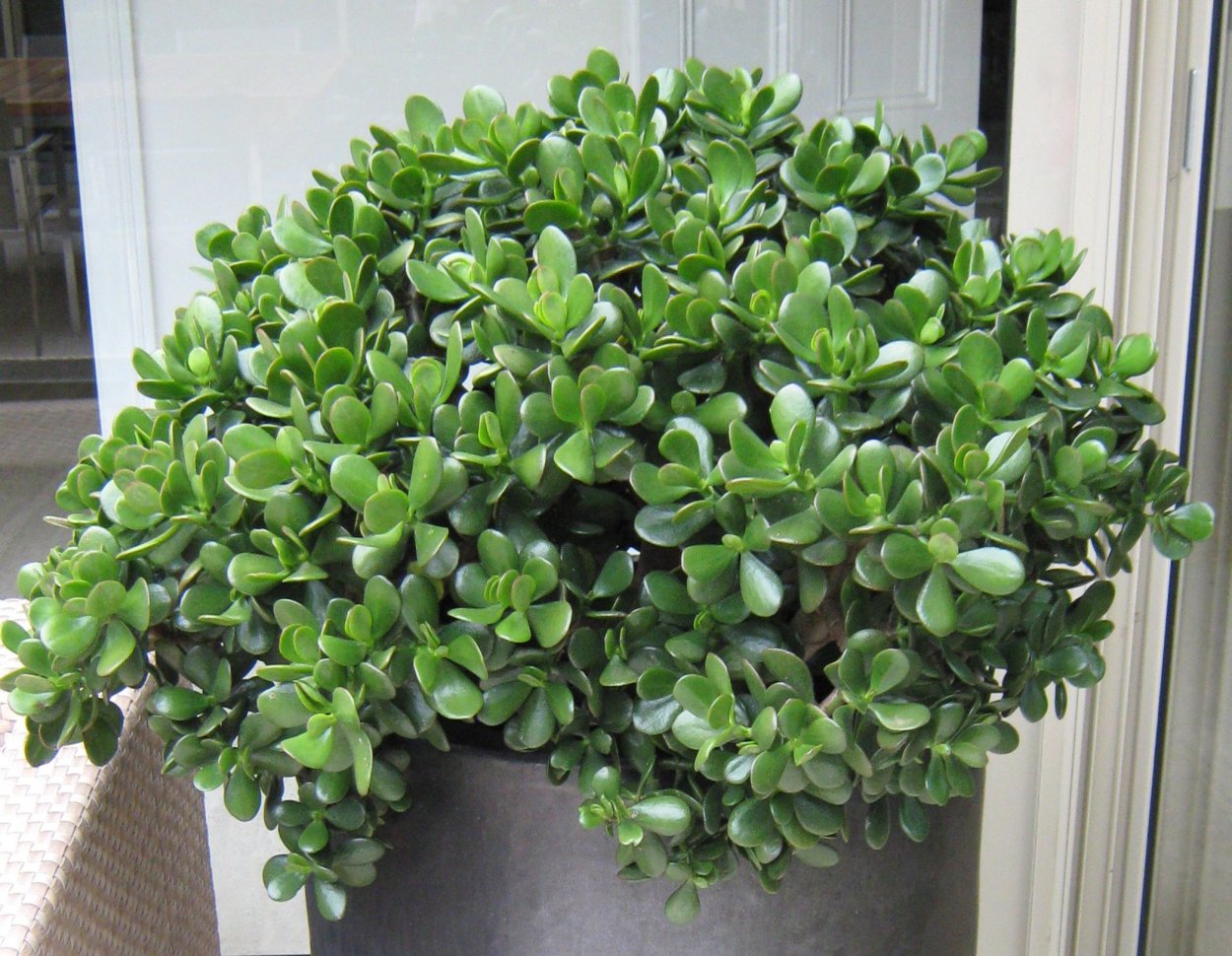 Толстянковые ампельные