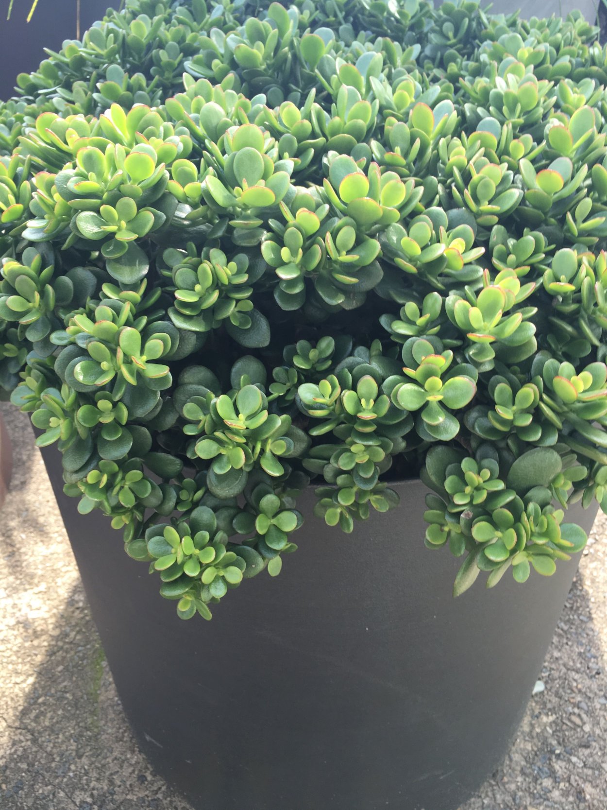 Комнатные растение толстянка денежное дерево