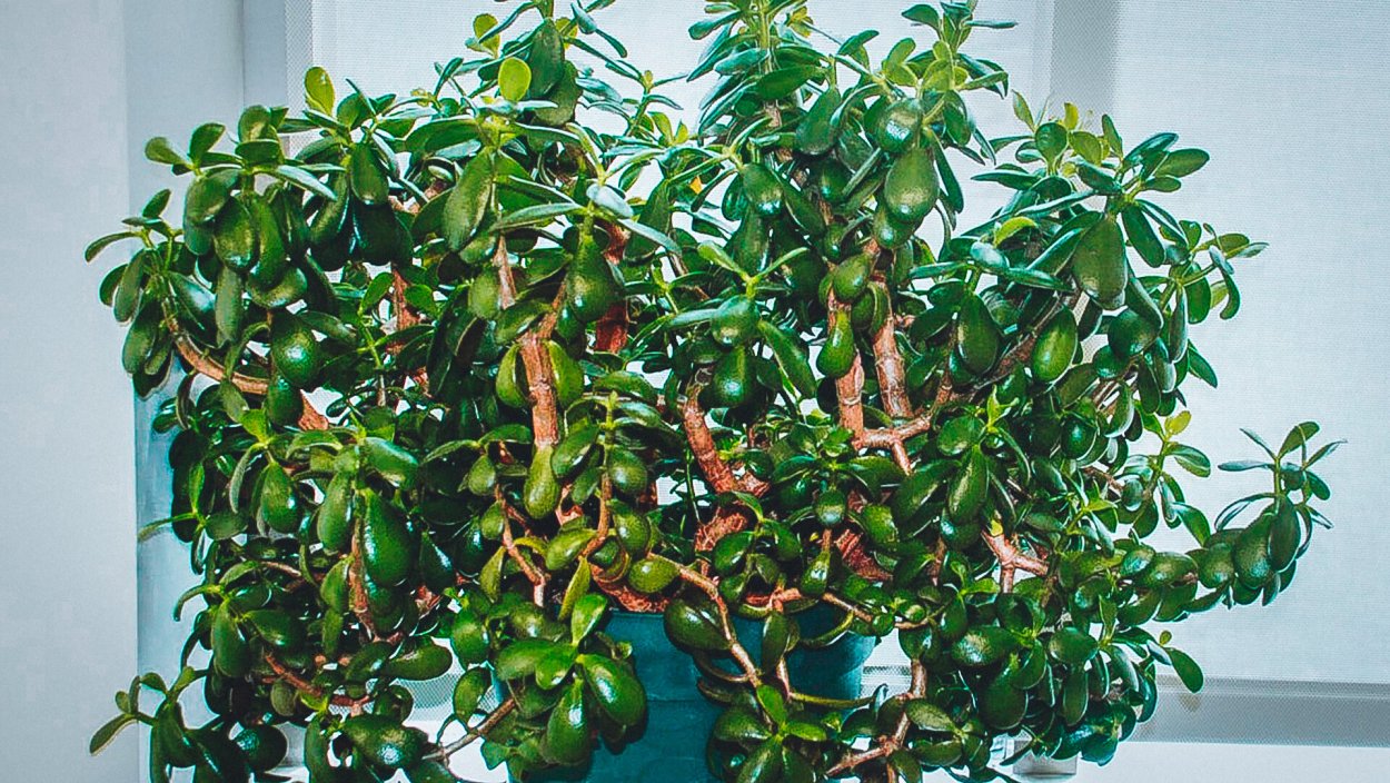 Крассула в горшке