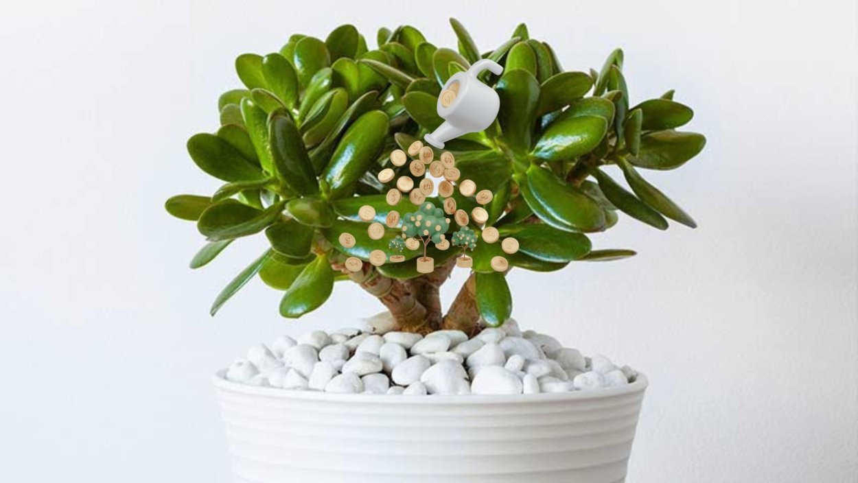 Крассула (денежное дерево)