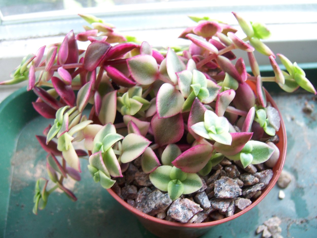 Крассула Брауна Crassula browniana