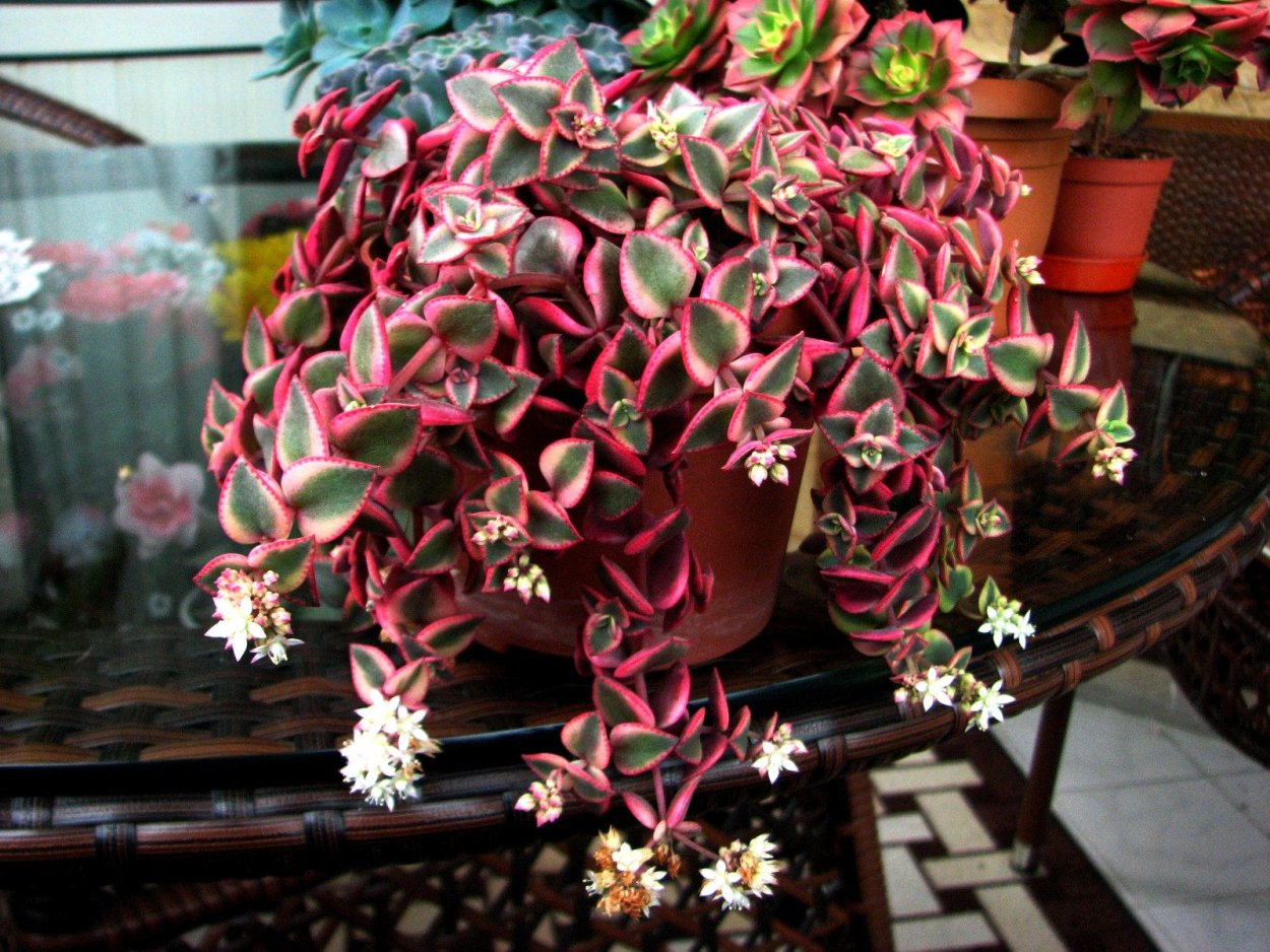 Крассула пеллюцида Вариегата