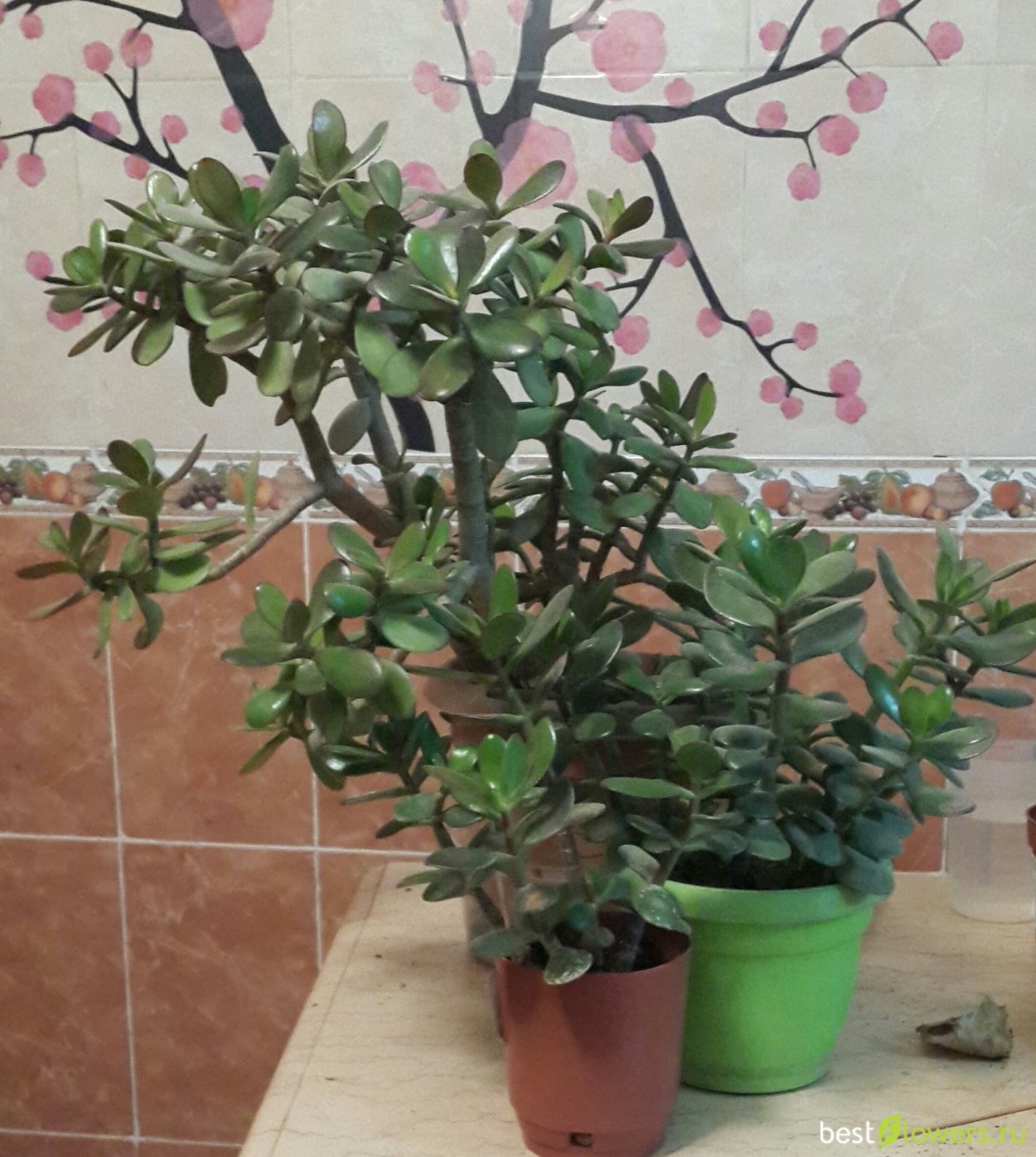 Толстянка древовидная волнистолистная