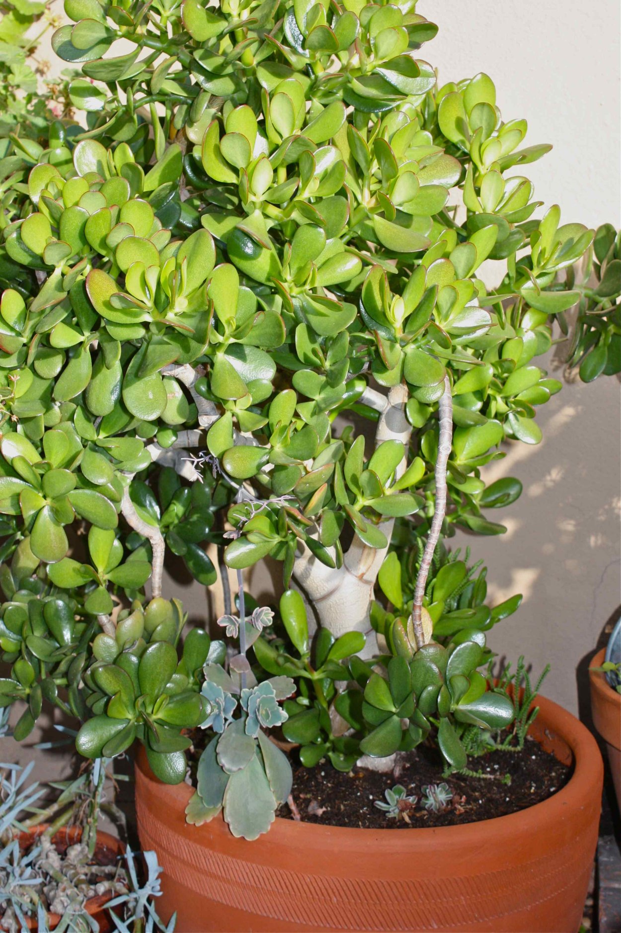 Толстянка яйцевидная