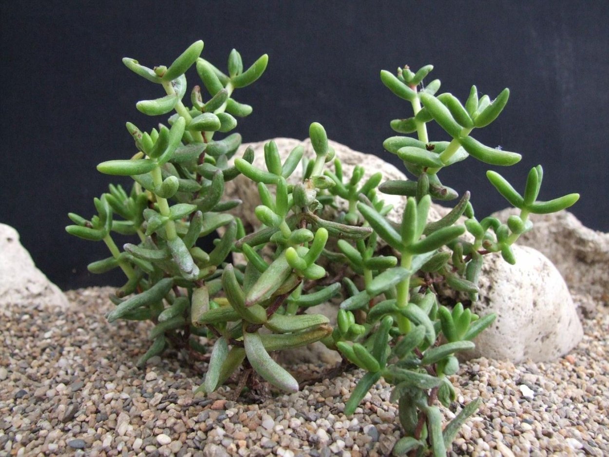 Крассула (толстянка) марнириана