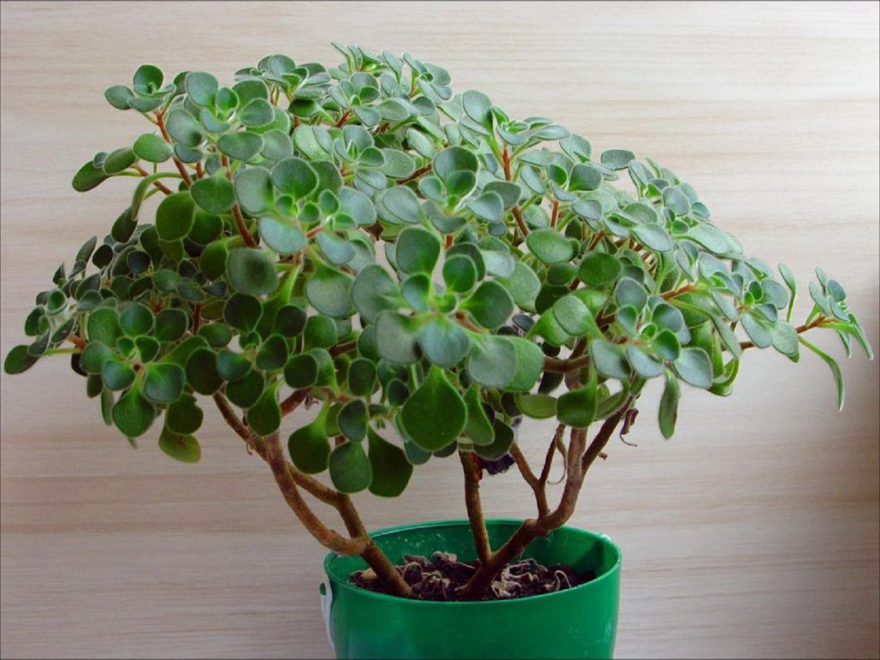 «Денежное дерево» (Крассула) или толстянка