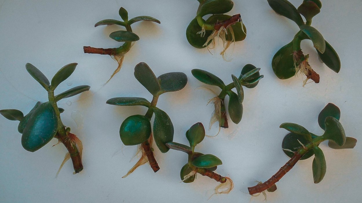 Крассула Саркокаулис