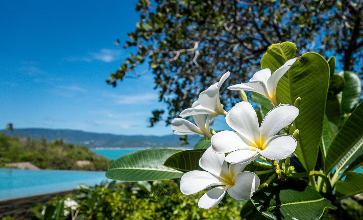 Плюмерия Гавайи