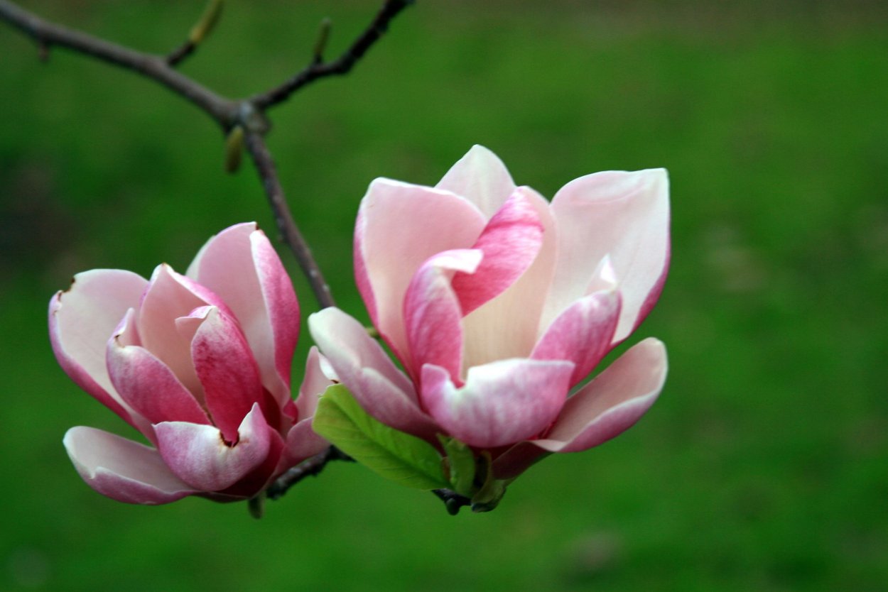 Цветы магнолии