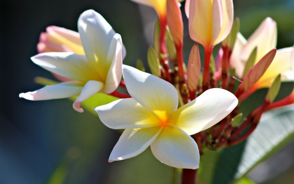 Плюмерия Франжипани