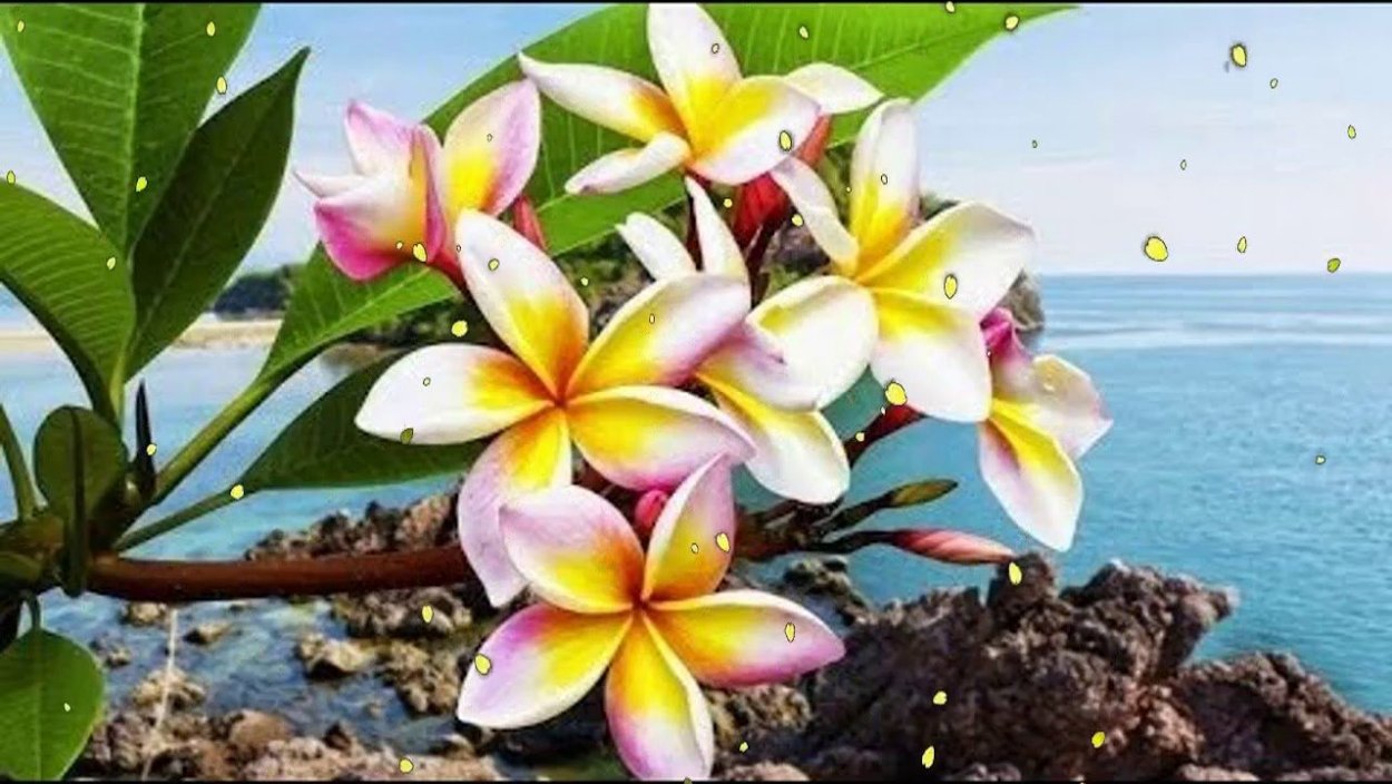 Жасмин Плюмерия