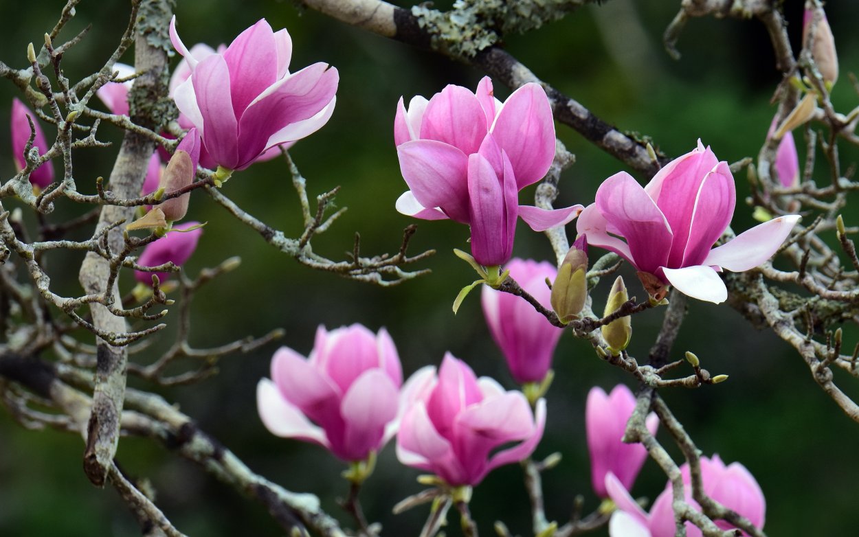 Магнолия галакси