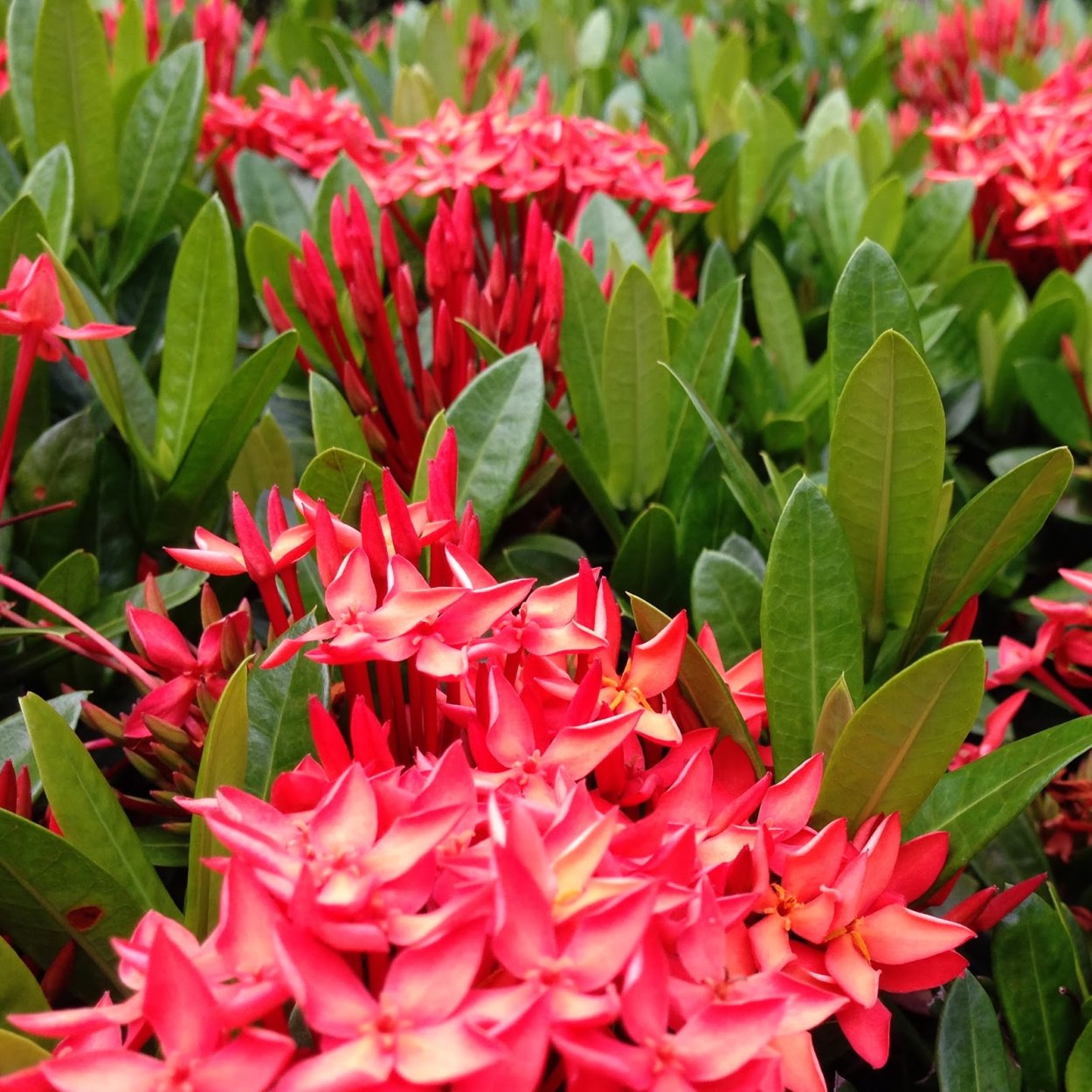 Череница Восточная цветок