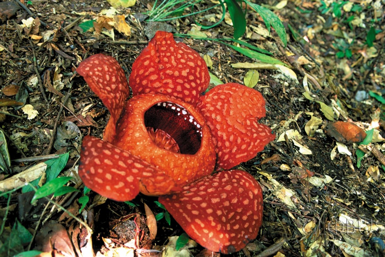 Раффлезия Малайзия