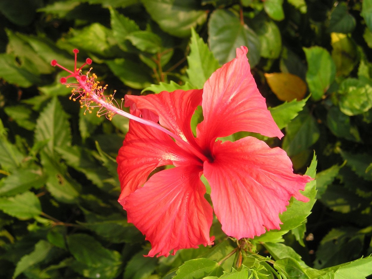 Гибискус Юго-Восточная Азия