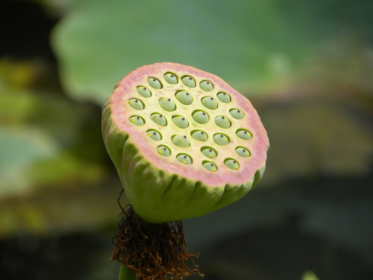 Растения Азии