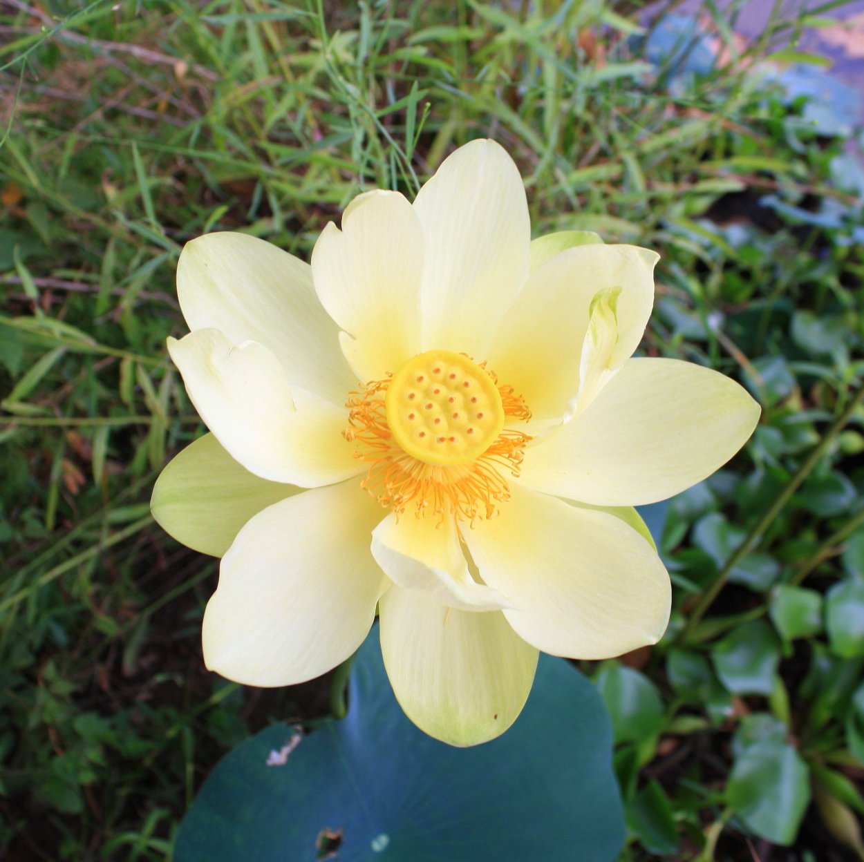 Лотос желтый (Nelumbo lutea).