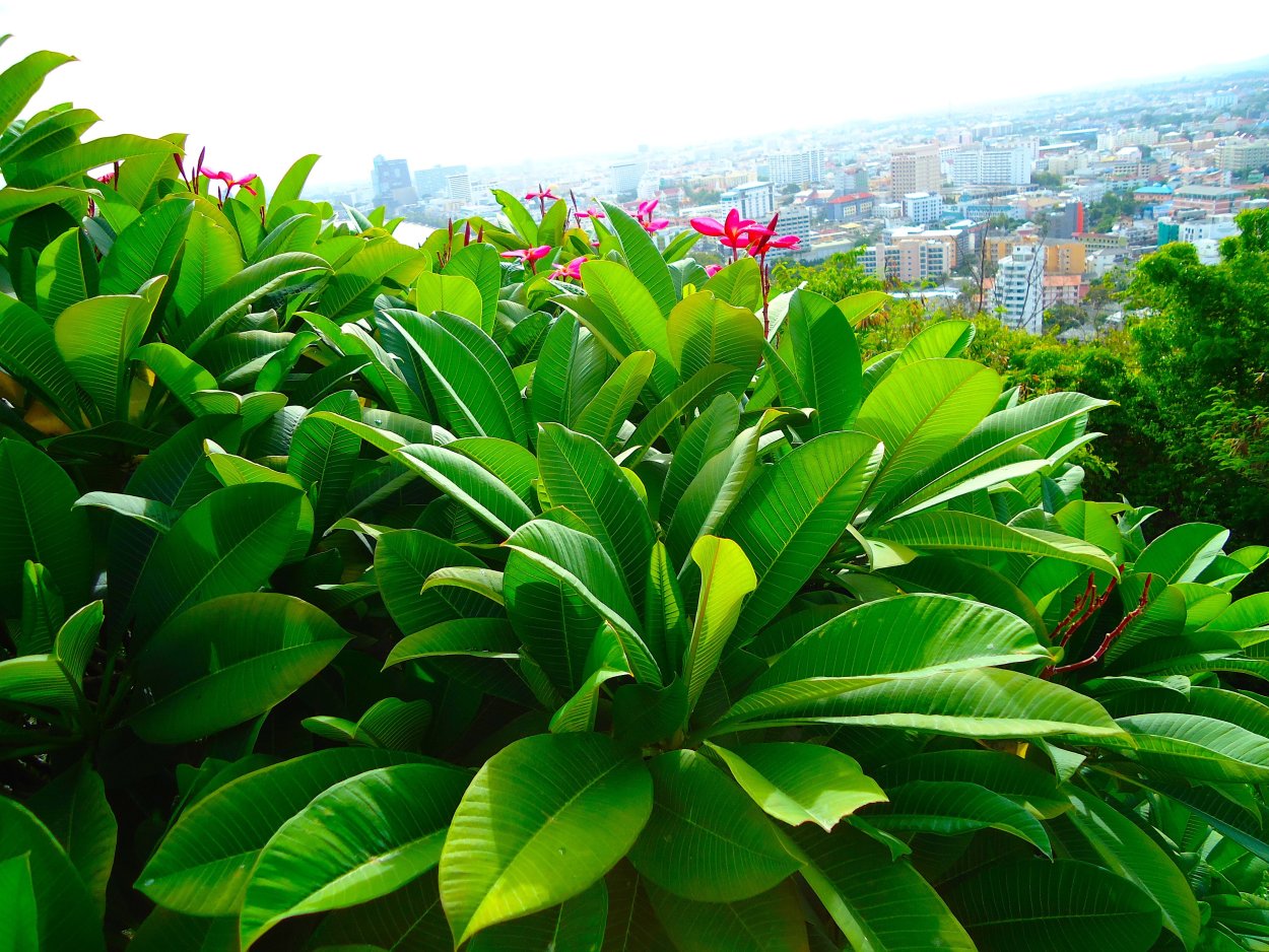 Таиланд Паттайя цветы