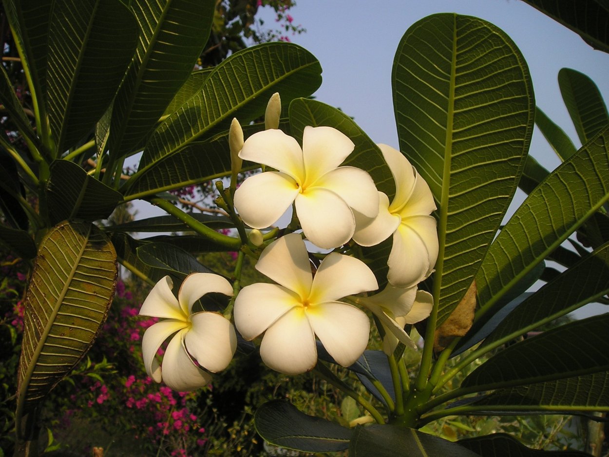 Магнолия Плюмерия