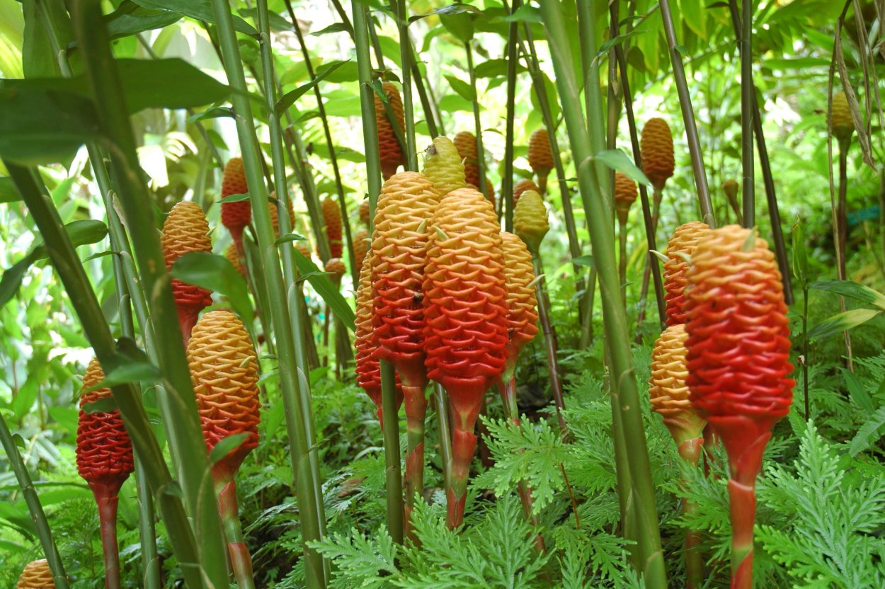 Зингибер цветок