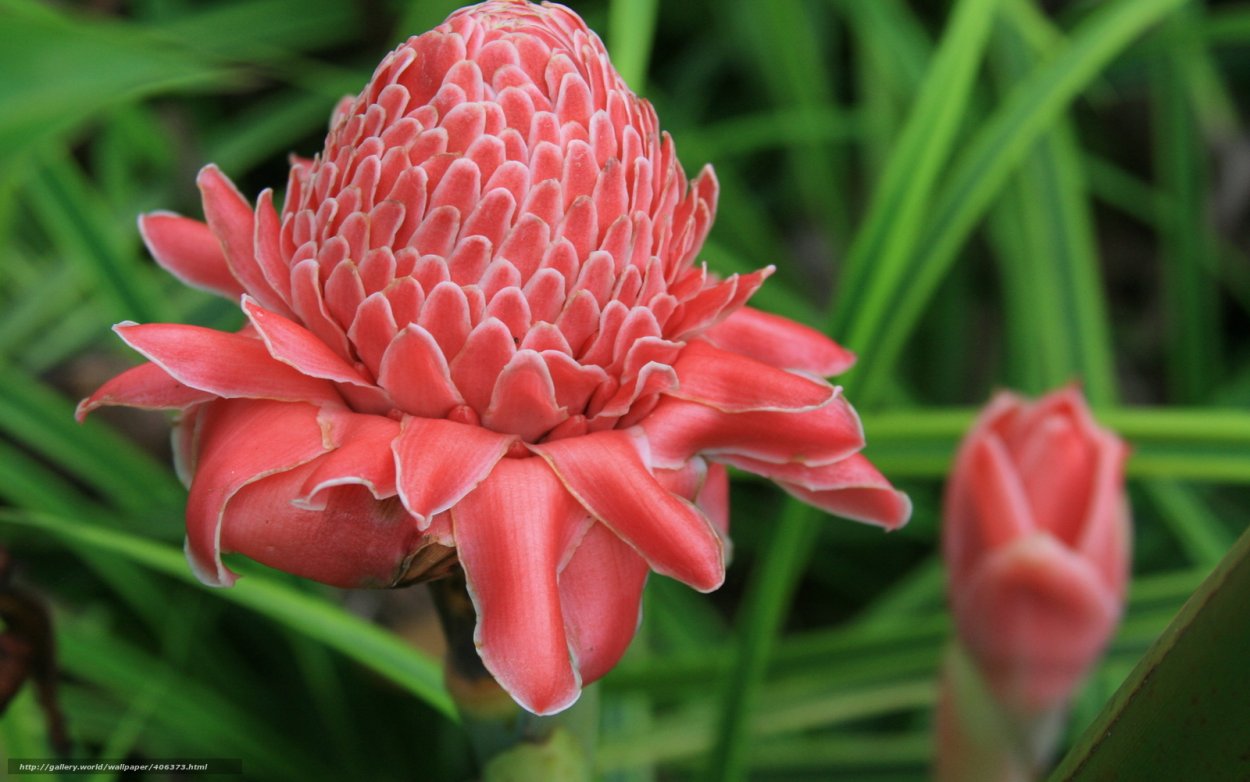 Растения цветы