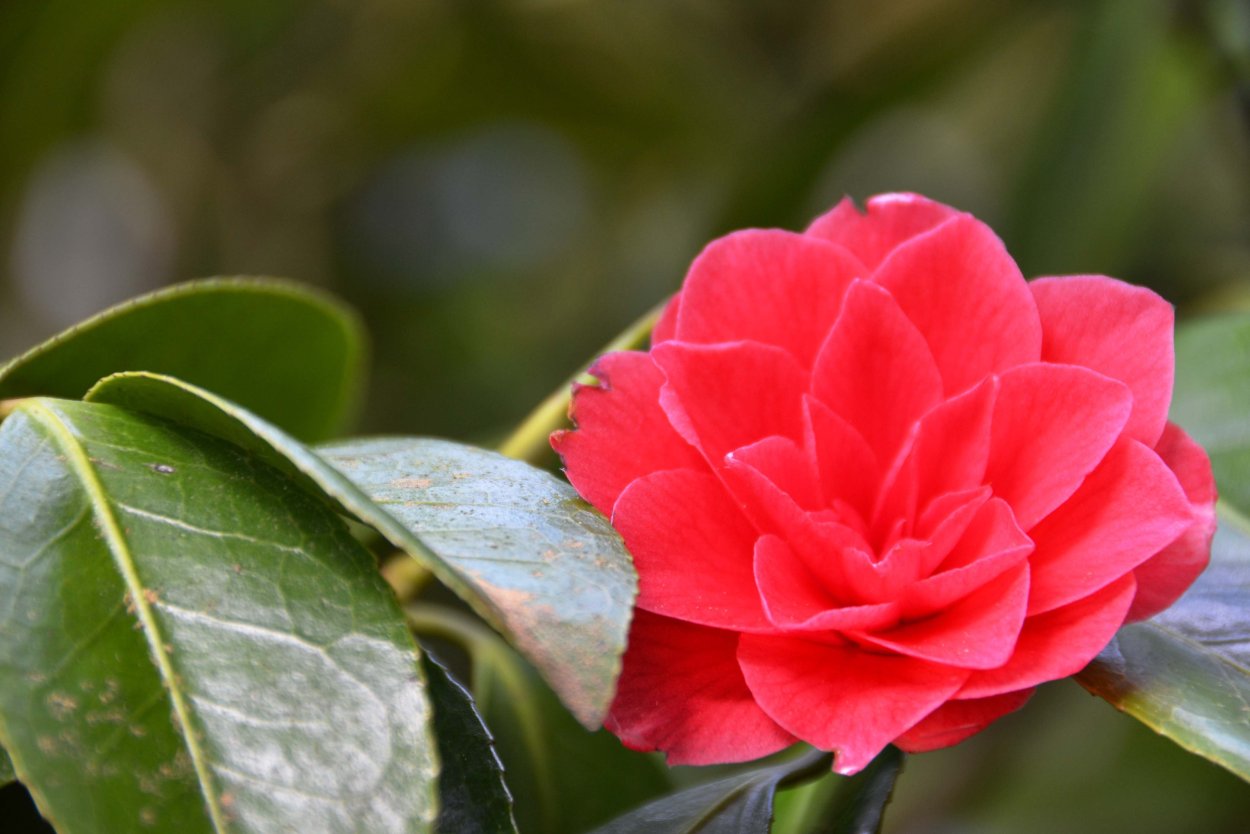 Азиатские цветы