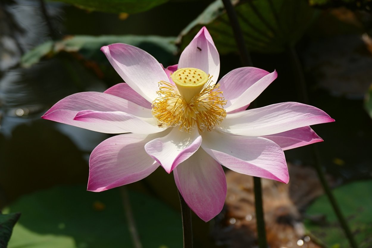 Вьетнам Лотус