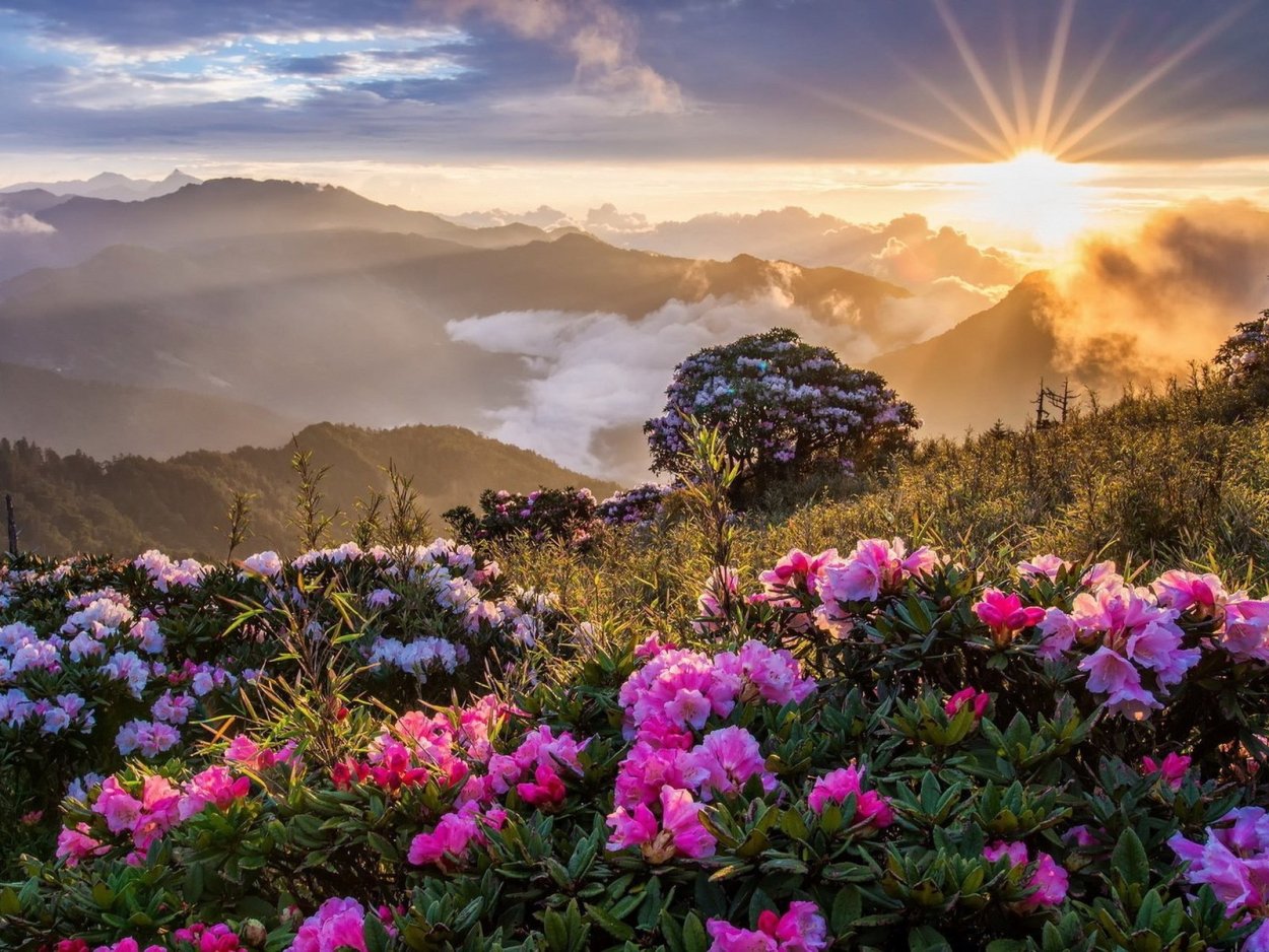 Рододендрон в горах Монти-Сибиллини