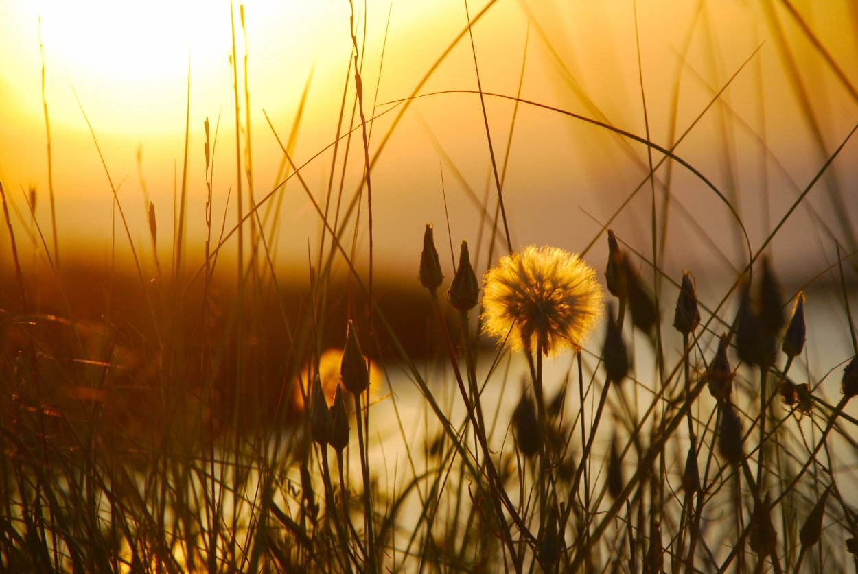 Трава на закате