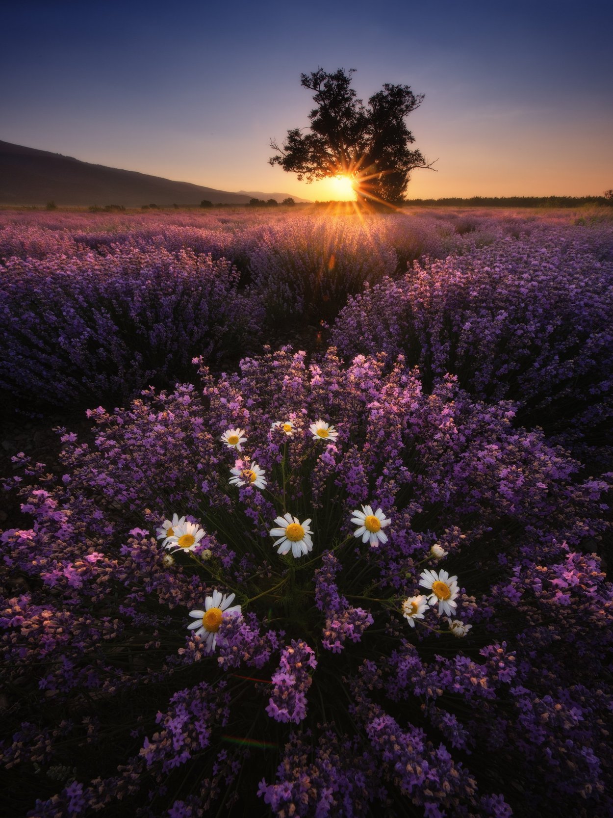 Рассвет с цветами