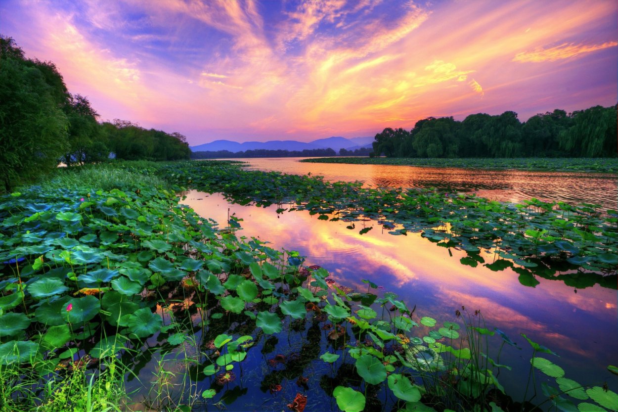 Пейзаж с лотосами